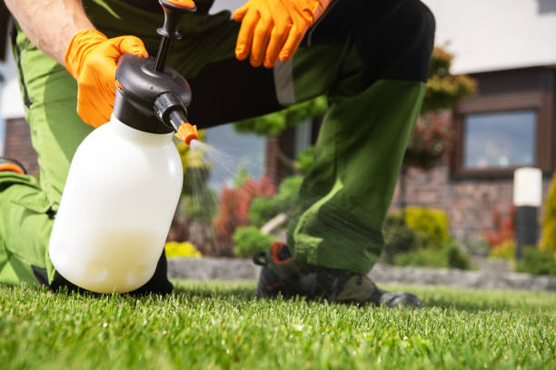 Best Termite Control Services  in Blennerhassett, WV