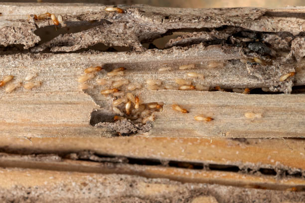 Pest Control for Restaurants in Blennerhassett, WV
