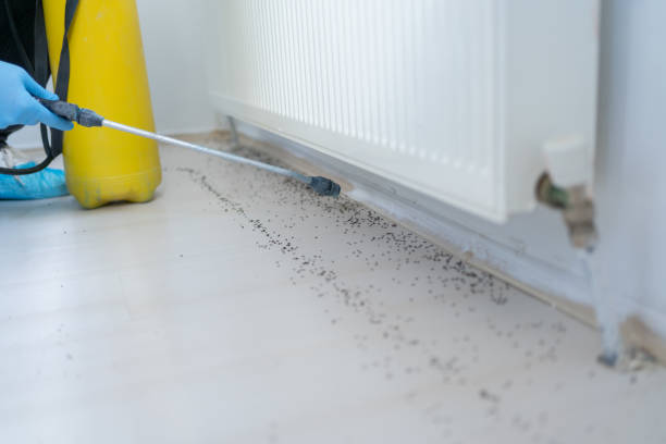 Best Pest Prevention Services  in Blennerhassett, WV